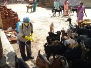 Goat Rearing- A Pathway to Prosperity
