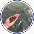 Round thumbnail image showing man holding fish food in his hands